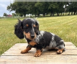 Dachshund Puppy for sale in MIDDLEBURY, IN, USA