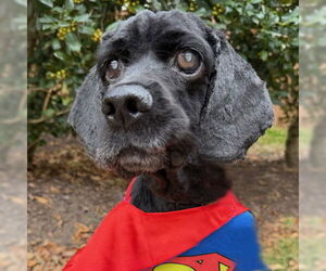 Cocker Spaniel Dogs for adoption in Arlington, VA, USA