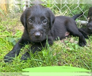 Airedoodle-Labrador Retriever Mix Puppy for sale in BOONE, IA, USA