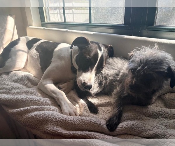 Medium Photo #10 Pointer-Unknown Mix Puppy For Sale in Westwood, NJ, USA