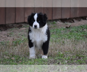 Miniature American Shepherd Puppy for sale in GOLINDA, TX, USA