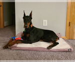 Small #12 Doberman Pinscher