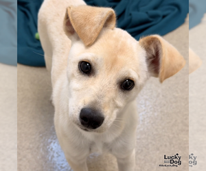 Labrador Retriever-Unknown Mix Dogs for adoption in Washington, DC, USA