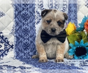 Australian Cattle Dog Puppy for sale in LANCASTER, PA, USA