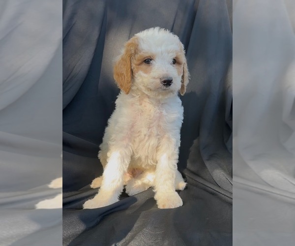 Medium Photo #3 Cavapoo-Goldendoodle Mix Puppy For Sale in KALAMAZOO, MI, USA