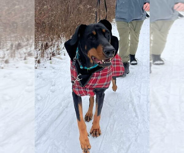 Medium Photo #10 Doberman Pinscher-Unknown Mix Puppy For Sale in Rochester, NY, USA