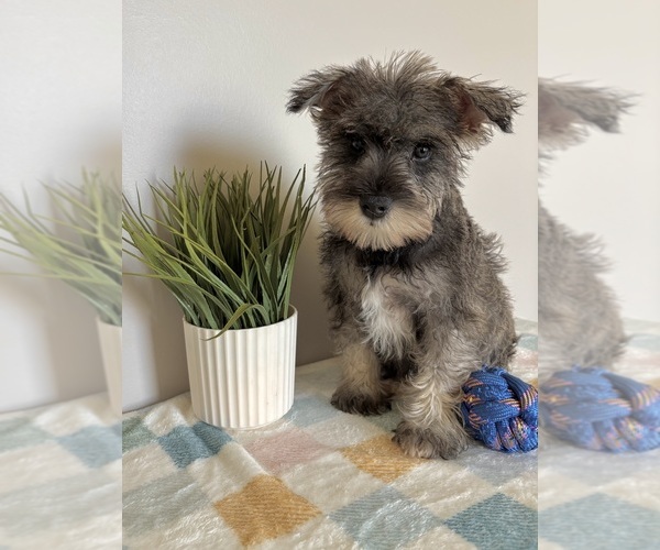 Medium Photo #6 Schnauzer (Miniature) Puppy For Sale in INDIANAPOLIS, IN, USA