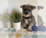Small #5 Schnauzer (Miniature)