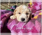 Small Photo #2 Poochon Puppy For Sale in NIANGUA, MO, USA