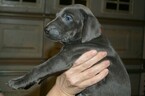 Small Photo #7 Vizsla-Weimaraner Mix Puppy For Sale in MILLBROOK, AL, USA