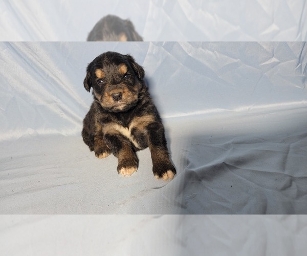 Medium Photo #1 Golden Mountain Dog Puppy For Sale in BLACK FOREST, CO, USA
