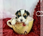 Small #3 Morkie