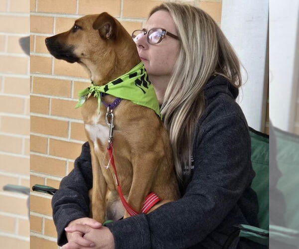 Medium Photo #11 Mountain Cur-Unknown Mix Puppy For Sale in Mount Laurel, NJ, USA