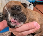 Puppy Meatloaf Boxer