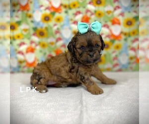 ShihPoo Puppy for sale in WINNSBORO, LA, USA