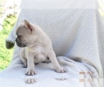 Puppy 4 French Bulldog