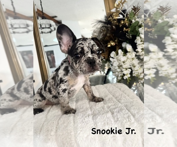 Medium Photo #9 French Bulldog Puppy For Sale in SPRING HILL, FL, USA