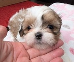 Puppy Puppy 2 Shih Tzu