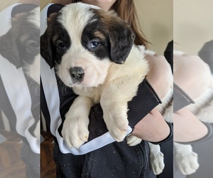 Saint Bernard Puppy for sale in CANDOR, NY, USA