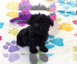 Cooper - Male Cavapoo (Miniature)-Poodle (Toy) Mix Puppy for Sale - Photo #3