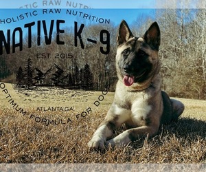Akita Puppy for sale in ATLANTA, GA, USA