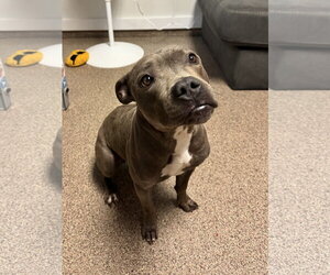 Mutt Dogs for adoption in Sanford, FL, USA