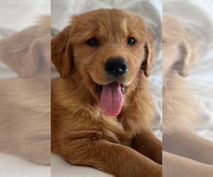 Golden Retriever Puppy for sale in SANTA ANA, CA, USA