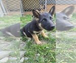 Small #11 German Shepherd Dog
