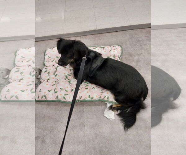 Medium Photo #3 Dachshund-Unknown Mix Puppy For Sale in San Antonio, TX, USA