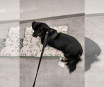 Small #2 Dachshund Mix
