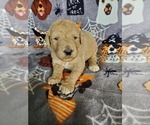 Small Photo #17 Poodle (Standard) Puppy For Sale in LUTZ, FL, USA
