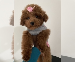 Poodle (Toy) Puppy for sale in HOPELAWN, NJ, USA
