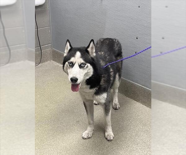 Medium Photo #1 Siberian Husky-Unknown Mix Puppy For Sale in Las Vegas, NV, USA