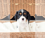 Small Photo #9 Cavalier King Charles Spaniel Puppy For Sale in HIGHLAND, UT, USA