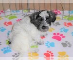 Small Photo #2 Maltipoo Puppy For Sale in ORO VALLEY, AZ, USA