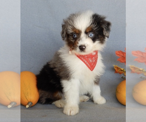 Medium Photo #5 Aussiedoodle Miniature  Puppy For Sale in MILLERSBURG, OH, USA