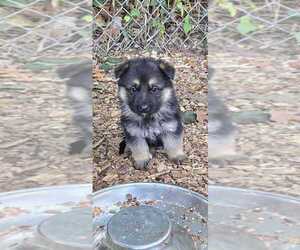 German Shepherd Dog Puppy for sale in WATERBURY, CT, USA