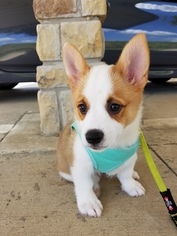 Pembroke Welsh Corgi Puppy for sale in IRVING, TX, USA