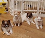 Small Photo #5 Pomeranian Puppy For Sale in SANTEE, CA, USA