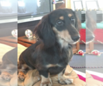 Small Photo #1 Dachshund Puppy For Sale in LARGO, FL, USA