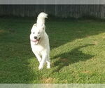 Small #5 Great Pyrenees Mix