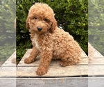 Small #3 Goldendoodle (Miniature)