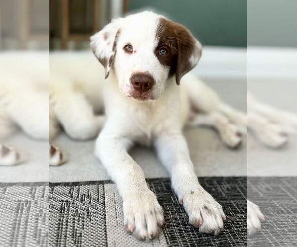 Medium Photo #11 Great Pyrenees-Unknown Mix Puppy For Sale in Corona, CA, USA