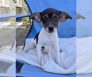 Rat Terrier Puppy for sale in WHITAKERS, NC, USA