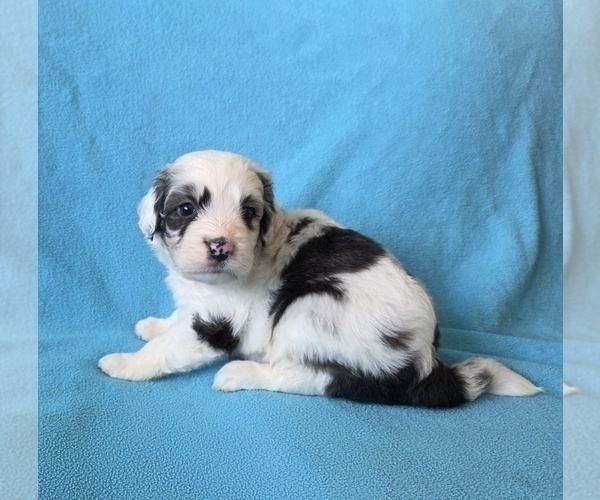 Medium Photo #9 Aussiedoodle Puppy For Sale in WILLS POINT, TX, USA