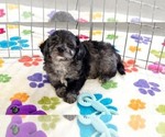 Justin - Male Cavapoo (Miniature)-Poodle (Toy) Mix Puppy for Sale - Photo #10