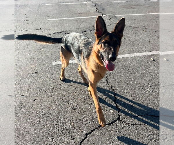 Medium Photo #3 German Shepherd Dog Puppy For Sale in W Hollywood, CA, USA