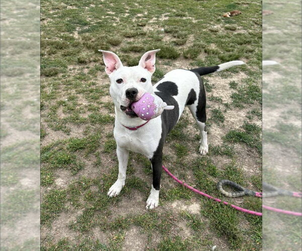 Medium Photo #8 Mutt Puppy For Sale in Evansville, IN, USA