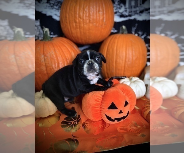 Medium Photo #4 French Bulldog Puppy For Sale in YUCCA VALLEY, CA, USA