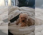 Small #2 Poodle (Miniature) Mix